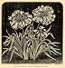 1896 Print Allium Moly Flowers Golden Allium Art - Original Halftone Print