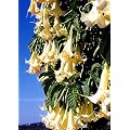 Tropica - Engelstrompete / wei�-h�ngend (Brugmansia suaveolens) - 10 Samen