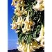 Tropica - Engelstrompete / wei�-h�ngend (Brugmansia suaveolens) - 10 Samen