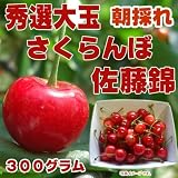 ご予約受付開始！【朝採り絶品・大粒】山形県東根産秀選さくらんぼ佐藤錦Ｌ・ＬＬ３００グラム　6月中旬～7月上旬出荷予定《クール便発送》
