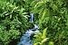 Tropical Rainforest - New Nature Poster (Size: 36" x 24")