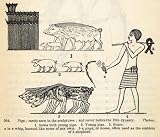 1854 Woodcut Ancient Egypt Livestock Pig Boar Shepherd Archaeology Agriculture - Original Woodcut
