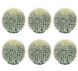 6 Pieces of 8" Barrel Artificial Cactus Desert Plants