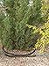 Gardener's Supply Company Landscape Watering Snip-n-Drip Soaker System | Outdoor Watering Sprinklers for Yard Garden Soaker System | Self Watering Planters Drip Sprinkler Set
