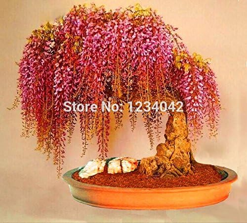 Rare Gold Mini Bonsai Wisteria Tree 10 Seeds