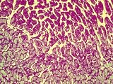 Cardiac Muscle Tissue Pseudocolored Micrograph Photographic Poster Print, 40x30