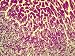 Cardiac Muscle Tissue Pseudocolored Micrograph Photographic Poster Print, 16x12