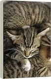 Box Canvas Print of Tabby Kitten from RSPCA