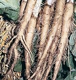 Rare Root Oyster Carrot 50Seed - Carrot with Oyster Taste - B001947UJA