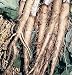 Rare Root Oyster 50 Seeds