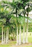 Eigenschaften tropical.garden  / Alexandra-Palme - Archontophoenix alexandrae 5K