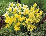 Outdoor Living : Unwins Bulbs - Daffodil Miniature Mixed 20 prepacked bulb(s)