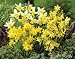 Unwins Bulbs - Daffodil Miniature Mixed 20 prepacked bulb(s)