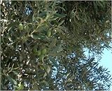 Eigenschaften fesaja-versand  / Ölbaum, Olivenbaum / Olea europaea (Saatgut, Samen)