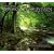 Great Smoky Mountain Impressions