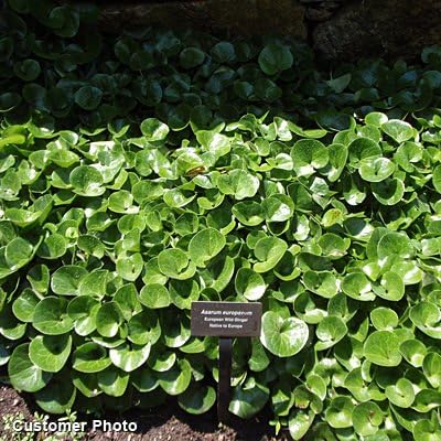Wild Ginger Seeds
