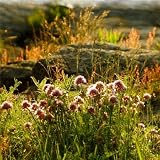 Clover Field