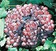 Ruby Seedless Grape Vine -- 6 by 6 Inch Container by Monrovia Growers