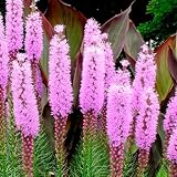 40 Seeds, Gayfeather (Liatris spicata) Seeds By Seed Needs
