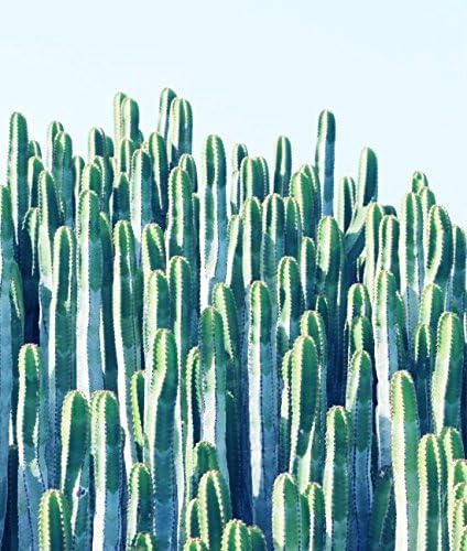 Bingbinge Cactus V2 Society6 Decor Fashion Tech Designerwear Art Print on Canvas - 12" X 16"
