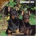 Doberman (US) 2008 Wall Calendar