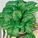 180 Seeds, Spinach "Bloomsdale Long Standing" (Spinacia oleracea) Seeds By Seed Needs