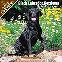 Black Labrador Retriever 2008 Wall Calendar