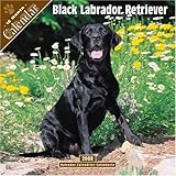 Black Labrador Retriever 2008 Wall Calendar