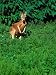 Kangaroo at Southwick Animal Farm, MA Photographic Poster Print by Kindra Clineff, 12...