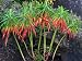 Grow Your Secret Garden Euphorbia Mellifera Seeds