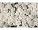 Photographic Prints of PPG-1794 Candytuft, Evergreen Candytuft from Ardea Wildlife Pets