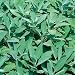 Sage seeds Green leaved salvia - 50 seeds