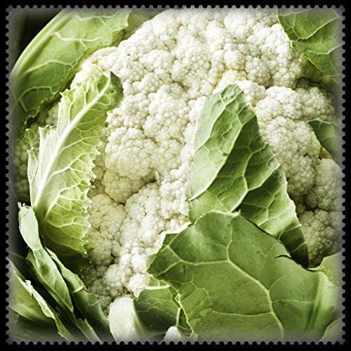 "Caulliflower Veggy Green" Art Print by Harold Silverman