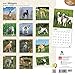 Whippets 2016 Wall Calendar