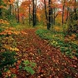 Favor Springbok Autumn Path 500 Piece Jigsaw Puzzle