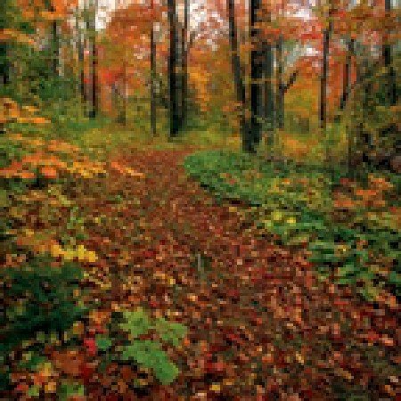 See Springbok Autumn Path 500 Piece Jigsaw Puzzle
