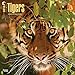 Tigers 2016 Wall Calendar