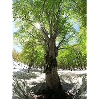 Birch Tree Photographic Poster Print, 12x16