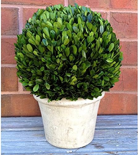 Boxwood Ball Tree in Pot Size: 15" H x 11" W x 11" D