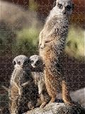 Jigsaw of Baby Meerkats at Blair Drummond Safari Park from PA Photos