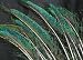 20 Peacock Sword Fern Feathers 30-35