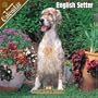 English Setter 2008 Wall Calendar