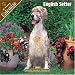 English Setter 2008 Wall Calendar