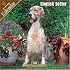 English Setter 2008 Wall Calendar