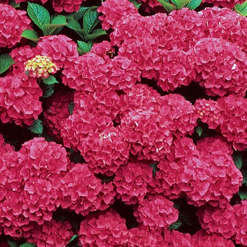 Details about Hydrangea, Fuschia Hydrangea Seeds  Treasuresbylee  50 