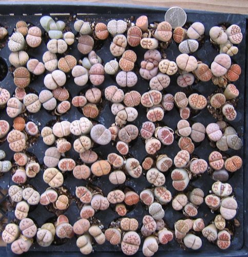 lithops living stones