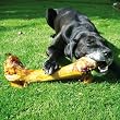 Schecko-Fit Dino Knochen, 50-60cm, 2 kg 2,98EUR/kg