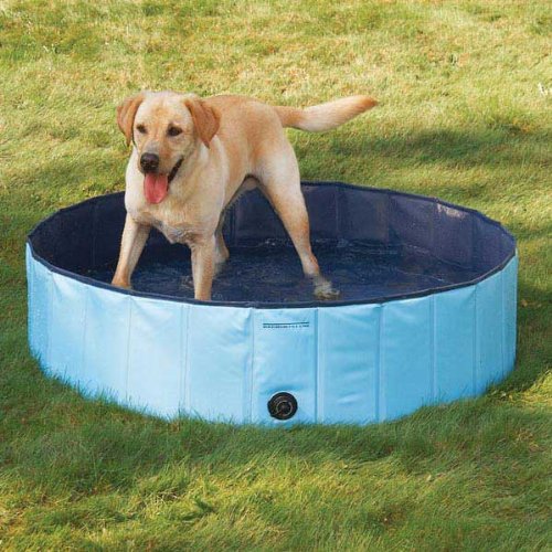 Splash About Dog