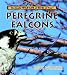 Peregrine Falcons (Really Wild Life of Birds of Prey)