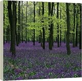 Bluebell wood - 16 Inch Canvas Print (40 cm) by Science Photo Library
